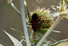 Spilostethus saxatilis