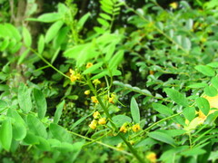 Senna marilandica