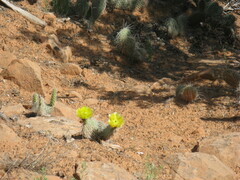 Opuntia polyacantha