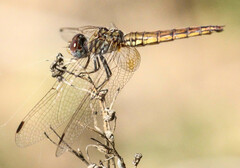 Trithemis kirbyi