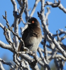 Pycnonotus nigricans