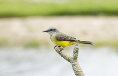 Tyrannus melancholicus