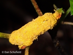Puccinia