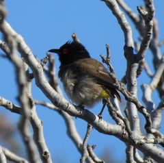 Pycnonotus nigricans