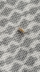 Entomobryidae