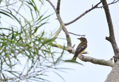 Ficedula zanthopygia