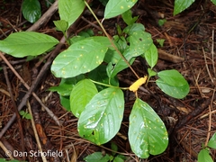 Puccinia