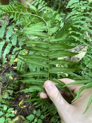 Homalosorus pycnocarpos