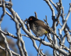 Pycnonotus nigricans