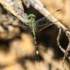 Paragomphus genei