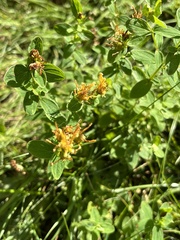 Hypericum maculatum