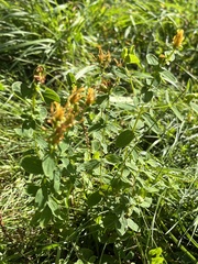 Hypericum maculatum