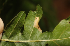 Phyllonorycter messaniella