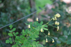 Thalictrum minus