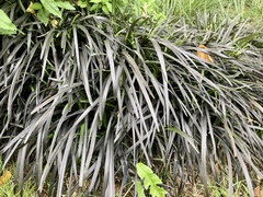 Ophiopogon planiscapus