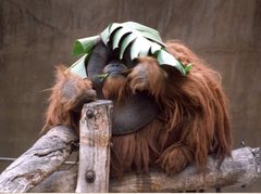 Pongo
