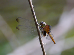 Hadrothemis defecta