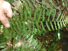 Homalosorus pycnocarpos