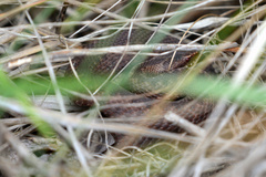 Vipera berus
