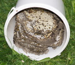 Vespula germanica