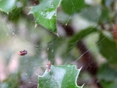 Cyrtophora citricola
