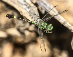Paragomphus genei