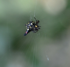 Gasteracantha geminata
