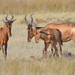 Red Hartebeest - Photo (c) copper, some rights reserved (CC BY-NC)