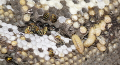 Vespula germanica