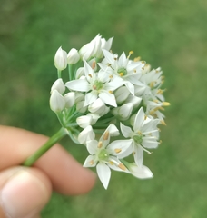 Allium tuberosum