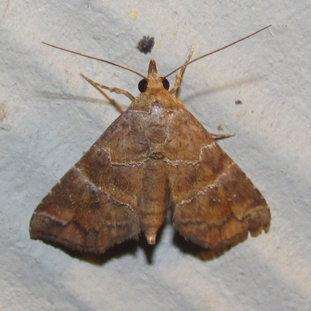 Cecharismena jalapena