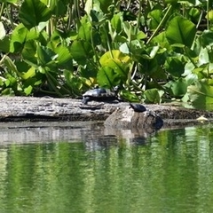 Trachemys scripta elegans