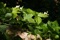 Rubus caesius