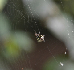 Gasteracantha geminata