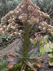 Aeonium hierrense