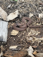 Storeria occipitomaculata