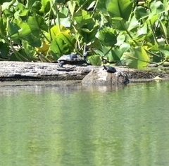 Trachemys scripta elegans