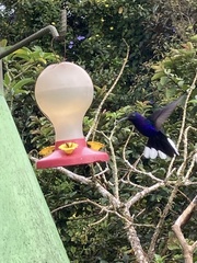 Campylopterus hemileucurus