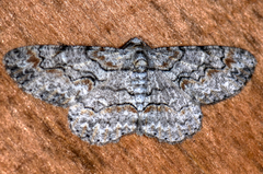 Iridopsis defectaria