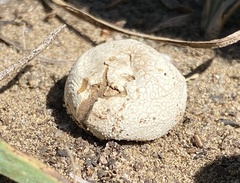 Lycoperdon pratense