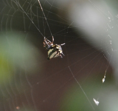 Gasteracantha geminata