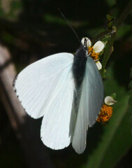 Dixeia charina