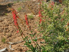 Penstemon