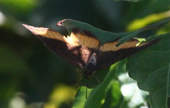 Eurytela dryope