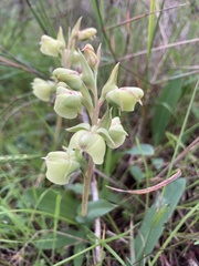 Pterygodium catholicum