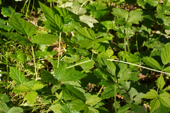 Rubus caesius