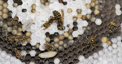 Vespula germanica