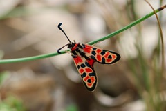 Zygaena fausta