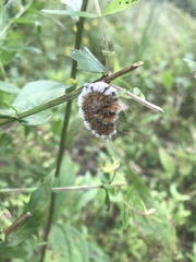 Acronicta hastulifera