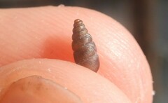 Chondrina